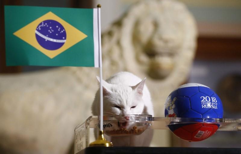 Brasil Menang, Prediksi Achilles Si Kucing Peramal Kembali Jitu