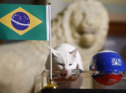 Brasil Menang, Prediksi Achilles Si Kucing Peramal Kembali Jitu