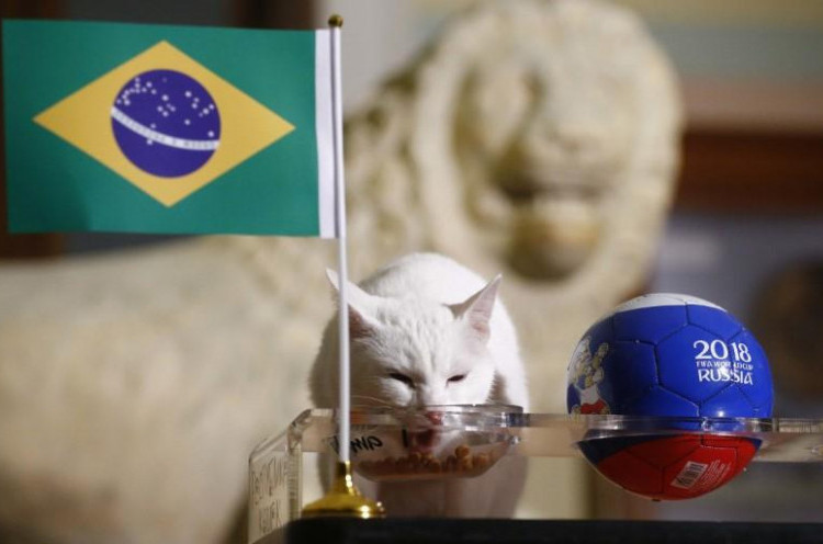 Brasil Menang, Prediksi Achilles Si Kucing Peramal Kembali Jitu