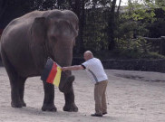 Hewan Peramal pada Piala Eropa 2020: Jerman Andalkan Gajah, Inggris Pilih Babi