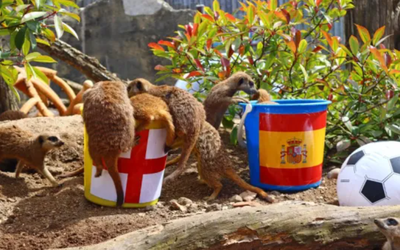 Hewan Meerkat Ramal Hasil Final Euro 2024 Antara Spanyol Vs Inggris