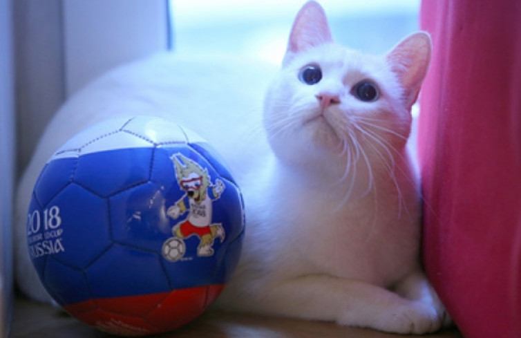 Prediksi Kucing Achilles Benar, Iran Bungkam Maroko serta Kemenangan Rusia