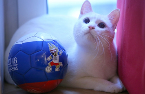 Dua Ramalan Tepat, Terbaru Achilles Si Kucing Prediksi Kemenangan Rusia Atas Mesir
