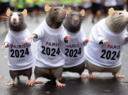 Ketika Tikus Turut 'Meramaikan' Perhelatan Olimpiade Paris 2024
