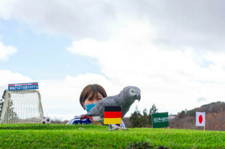 Piala Dunia 2022: Olivia Si Burung Parkit Ramal Kiprah Timnas Jepang di Grup E