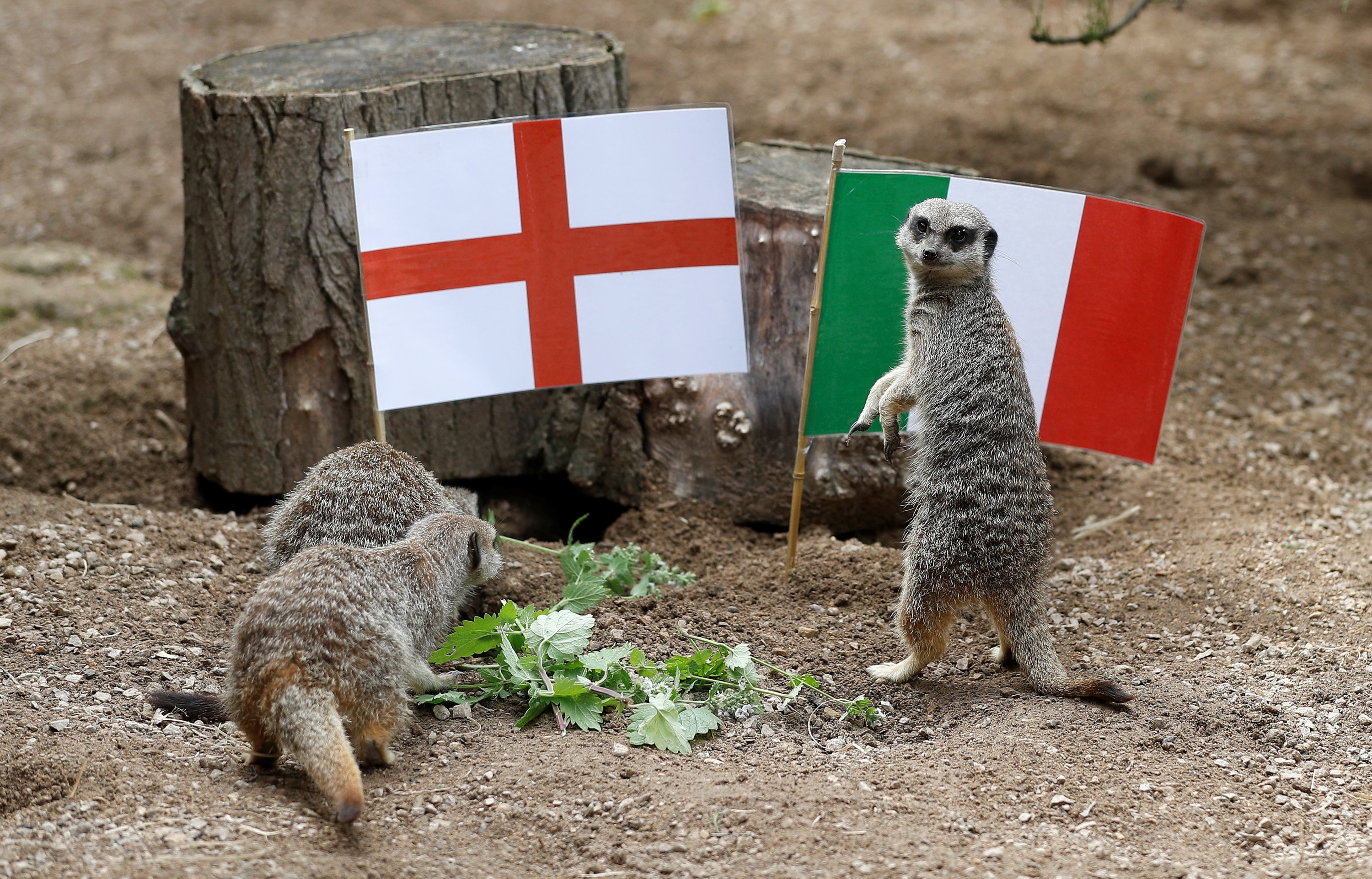 Hewan Meerkat Ramal Inggris Kalahkan Italia di Final