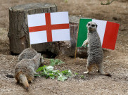 Hewan Meerkat Ramal Inggris Kalahkan Italia di Final