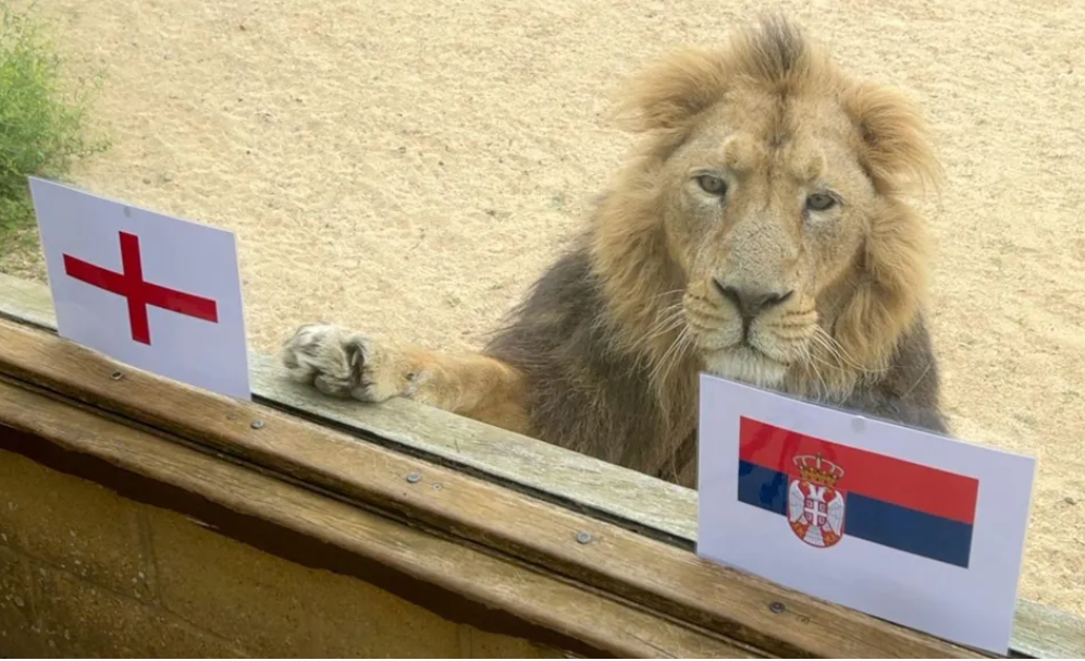 Euro 2024: Rana Si Singa Meramal Inggris Ditahan Serbia