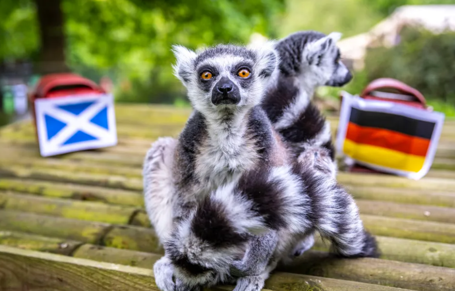 Pasukan Lemur Siap Meramal Hasil Pertandingan Euro 2024