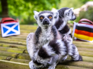 Pasukan Lemur Siap Meramal Hasil Pertandingan Euro 2024