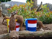 Hewan Meerkat Ramal Inggris Gasak Belanda dan Melaju ke Final Euro 2024