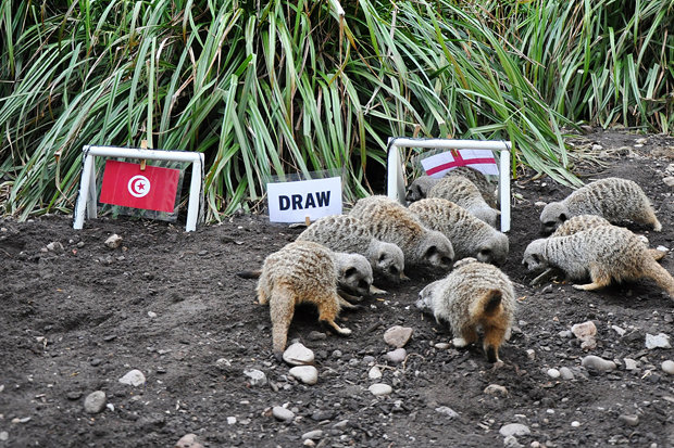 Hewan Meerkat Ramal Inggris Bakal Jungkalkan Tunisia