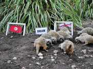 Hewan Meerkat Ramal Inggris Bakal Jungkalkan Tunisia