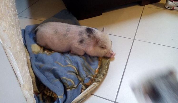 Bosan Pelihara Anjing, Mario Balotelli Pilih Babi