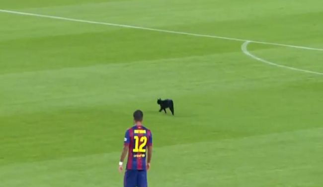 VIDEO Kucing Hitam Pecah Konsentrasi Barcelona