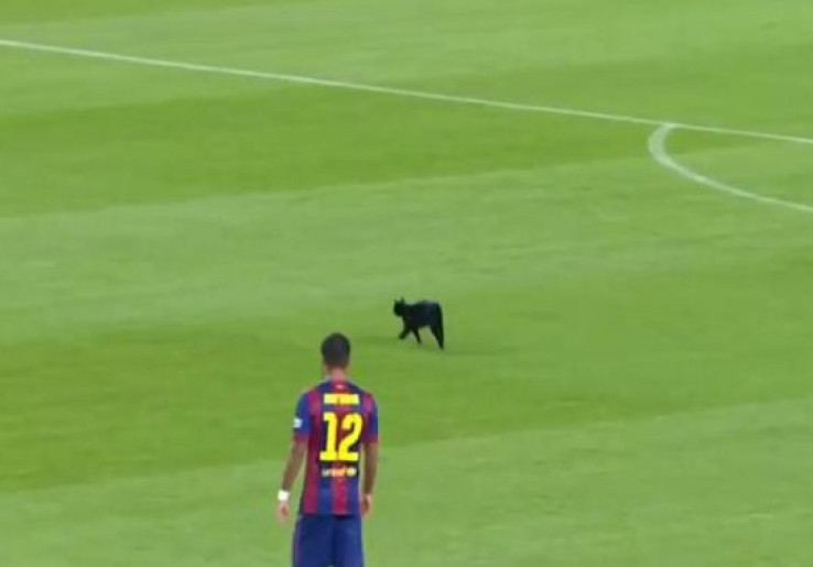 VIDEO Kucing Hitam Pecah Konsentrasi Barcelona